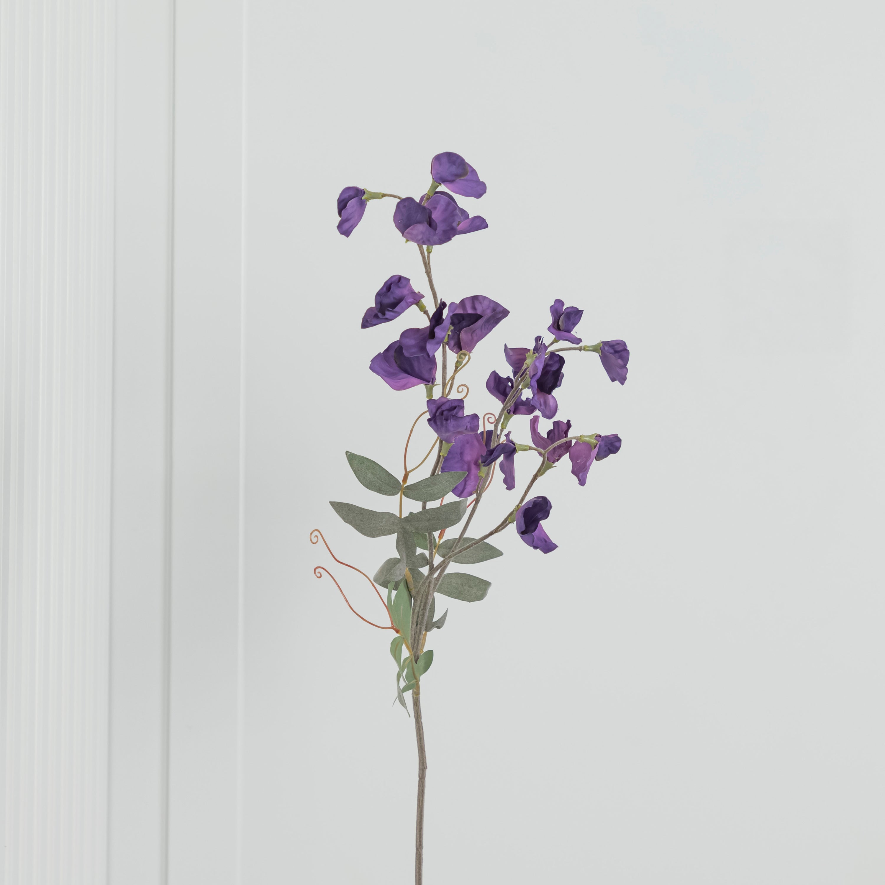 Pea Purple Sweet Pea Flower