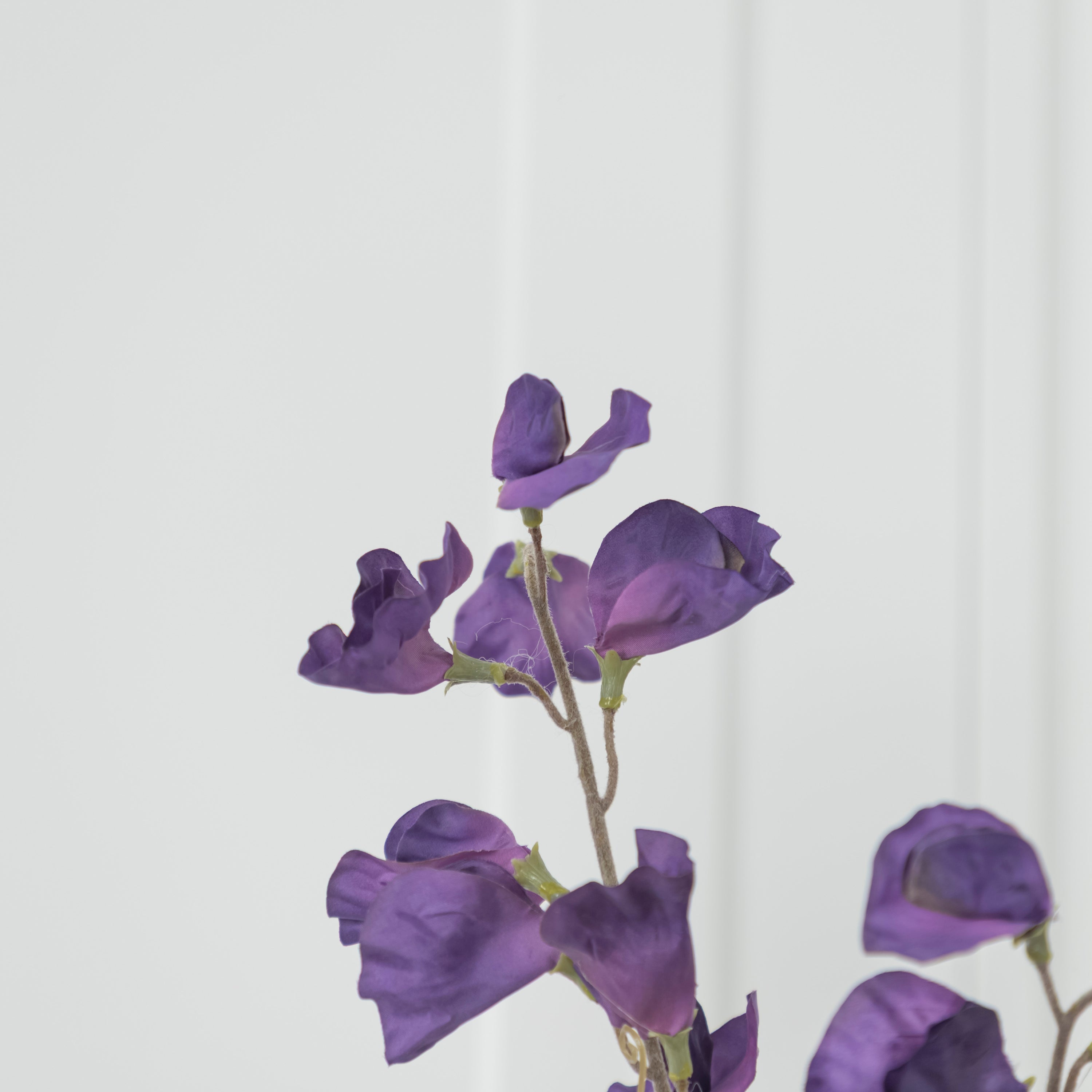 Pea Purple Sweet Pea Flower