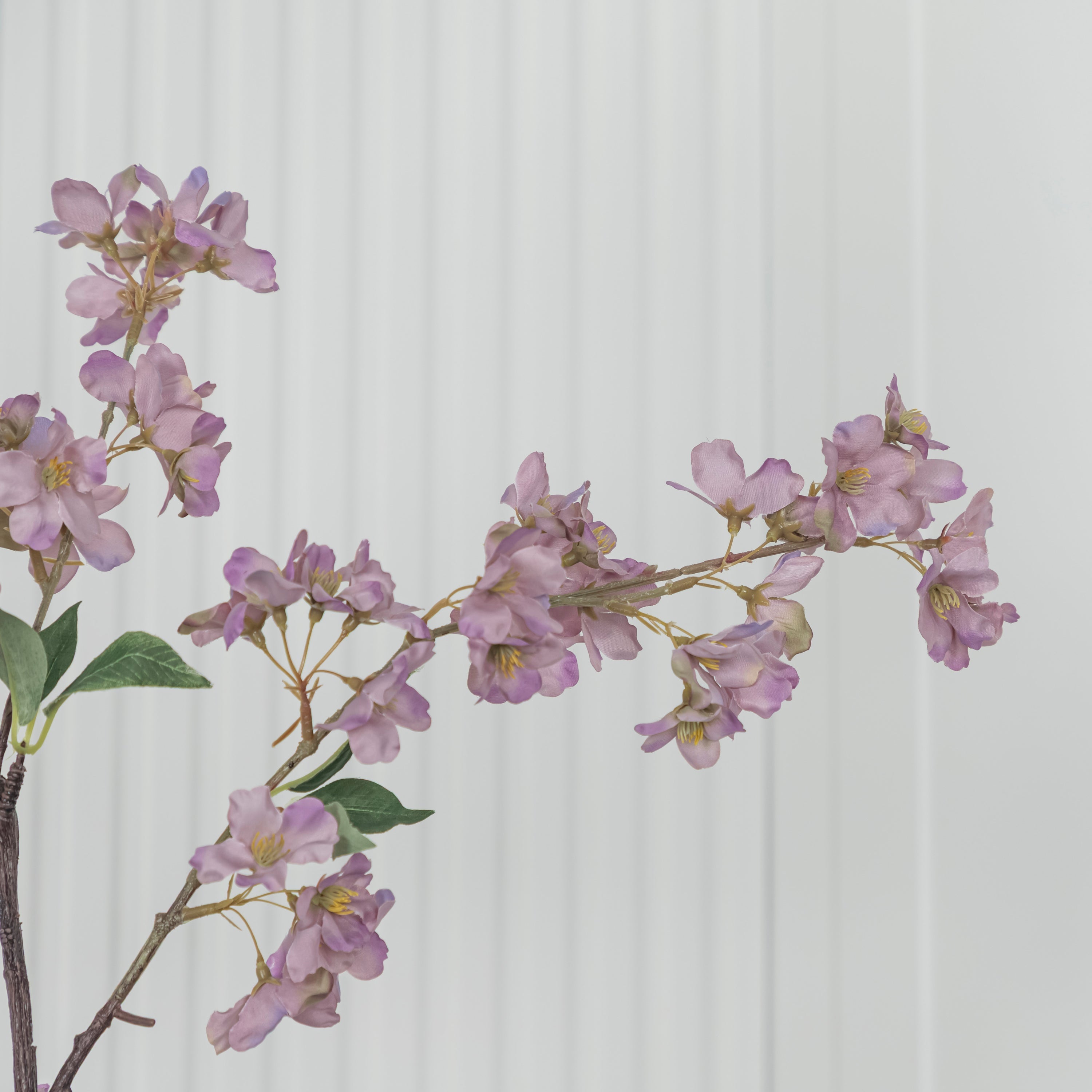 Cherry Purple Cherry Blossom