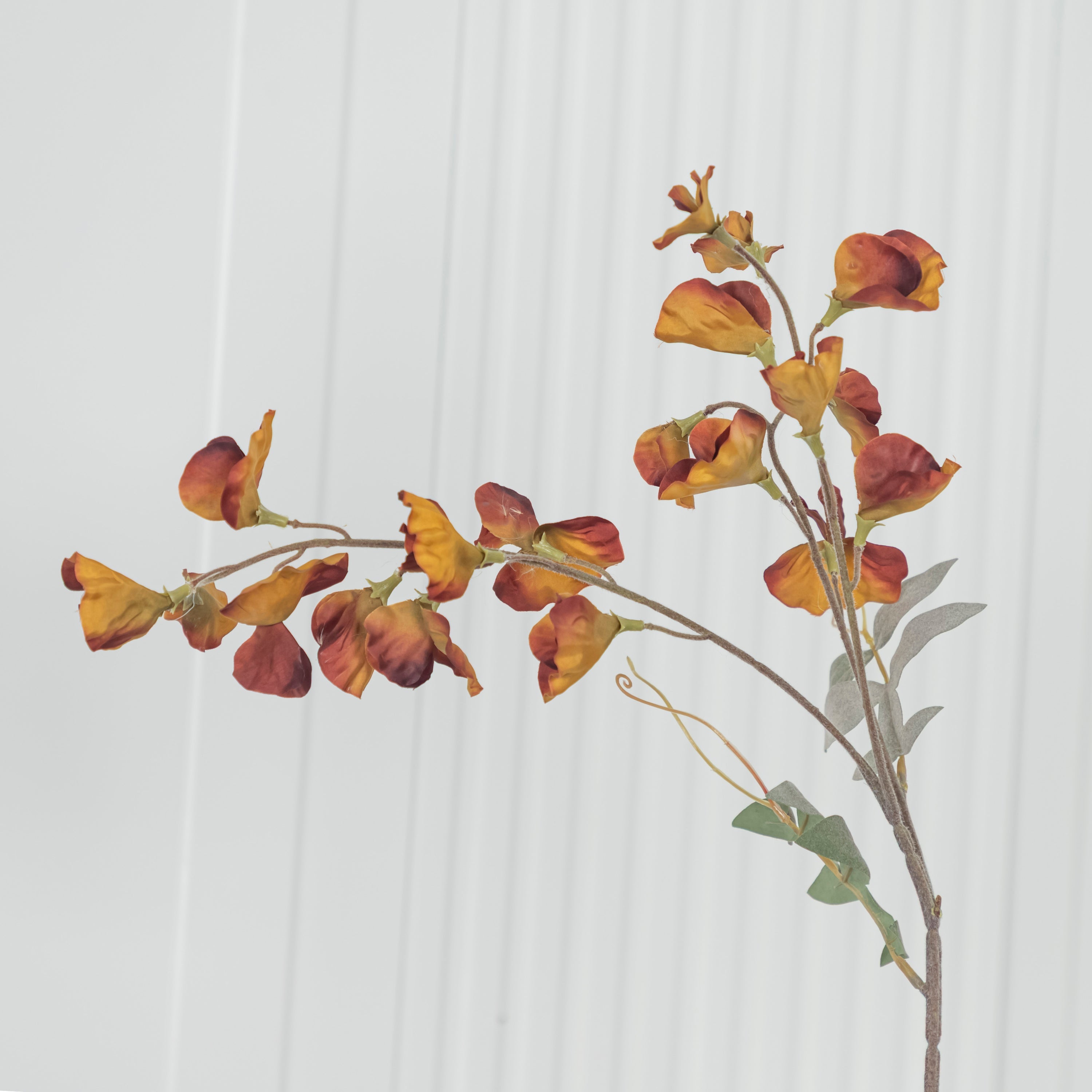 Pea Yellow Brown Sweet Pea Flower