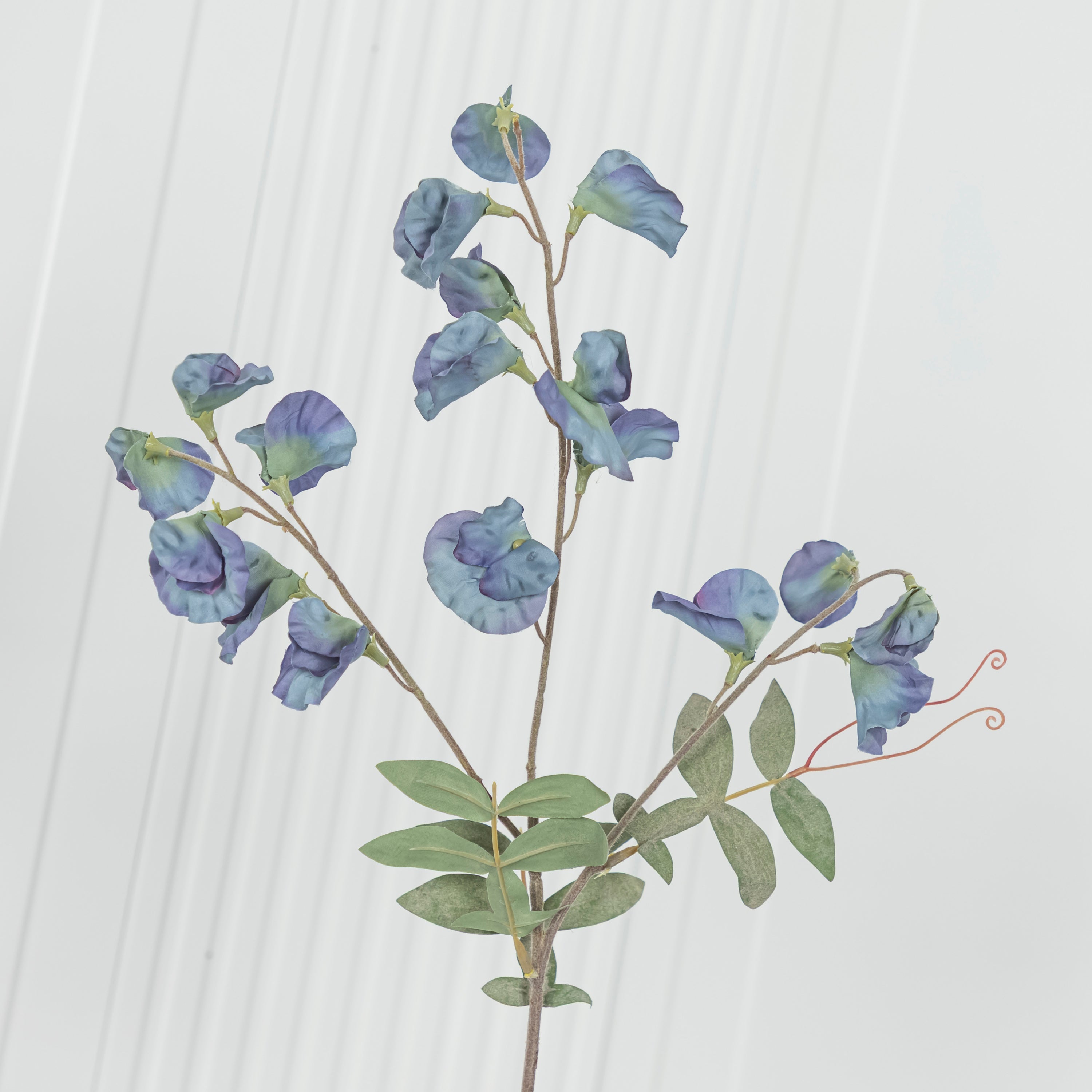 Pea Antique Green Sweet Pea Flower