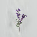 Pea Purple Sweet Pea Flower
