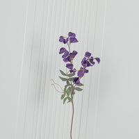 Pea Purple Sweet Pea Flower