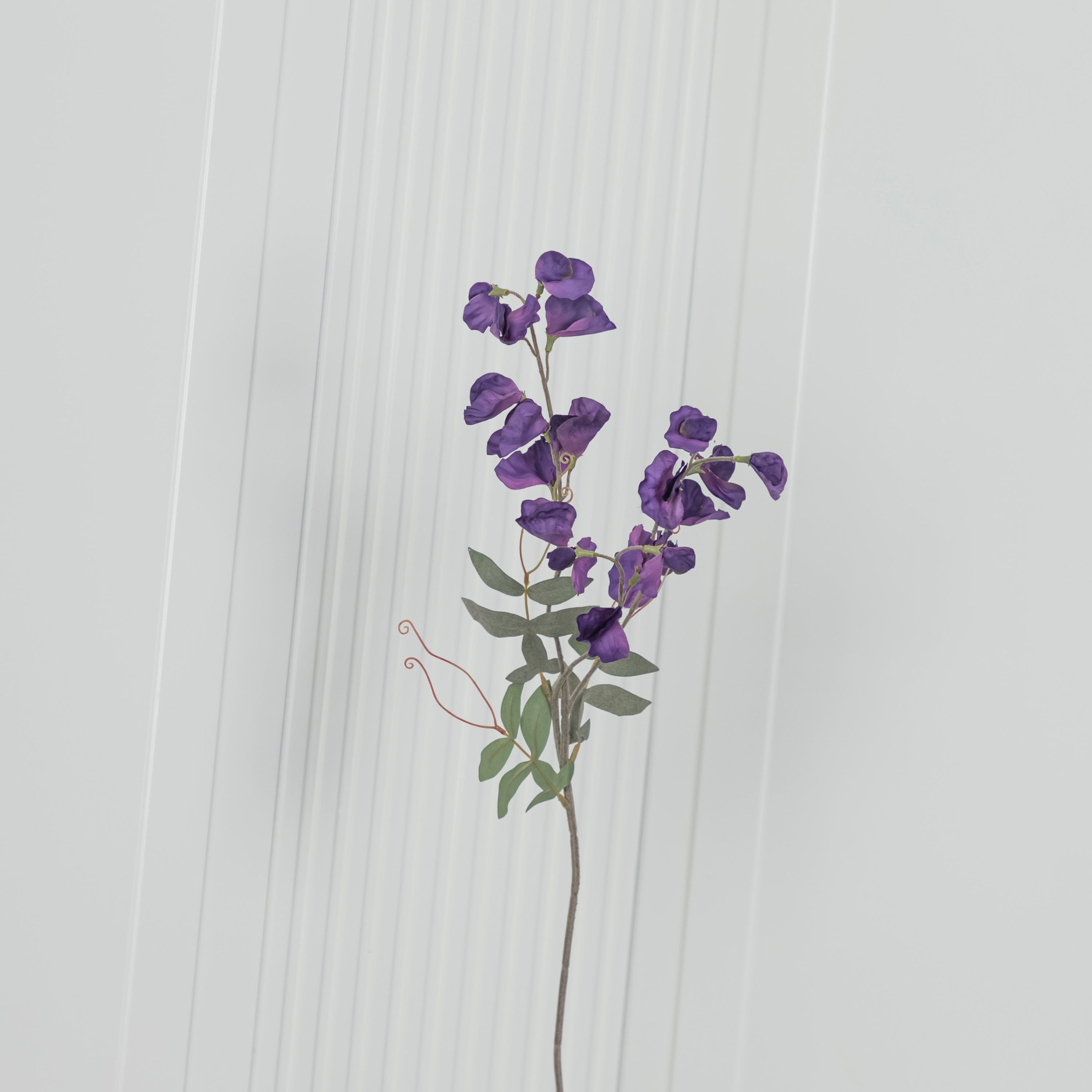 Pea Purple Sweet Pea Flower