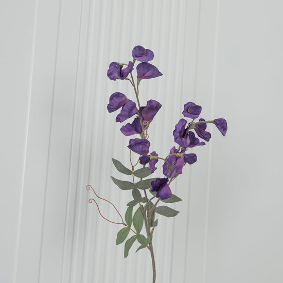 Pea Purple Sweet Pea Flower