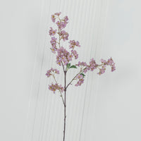 Cherry Purple Cherry Blossom