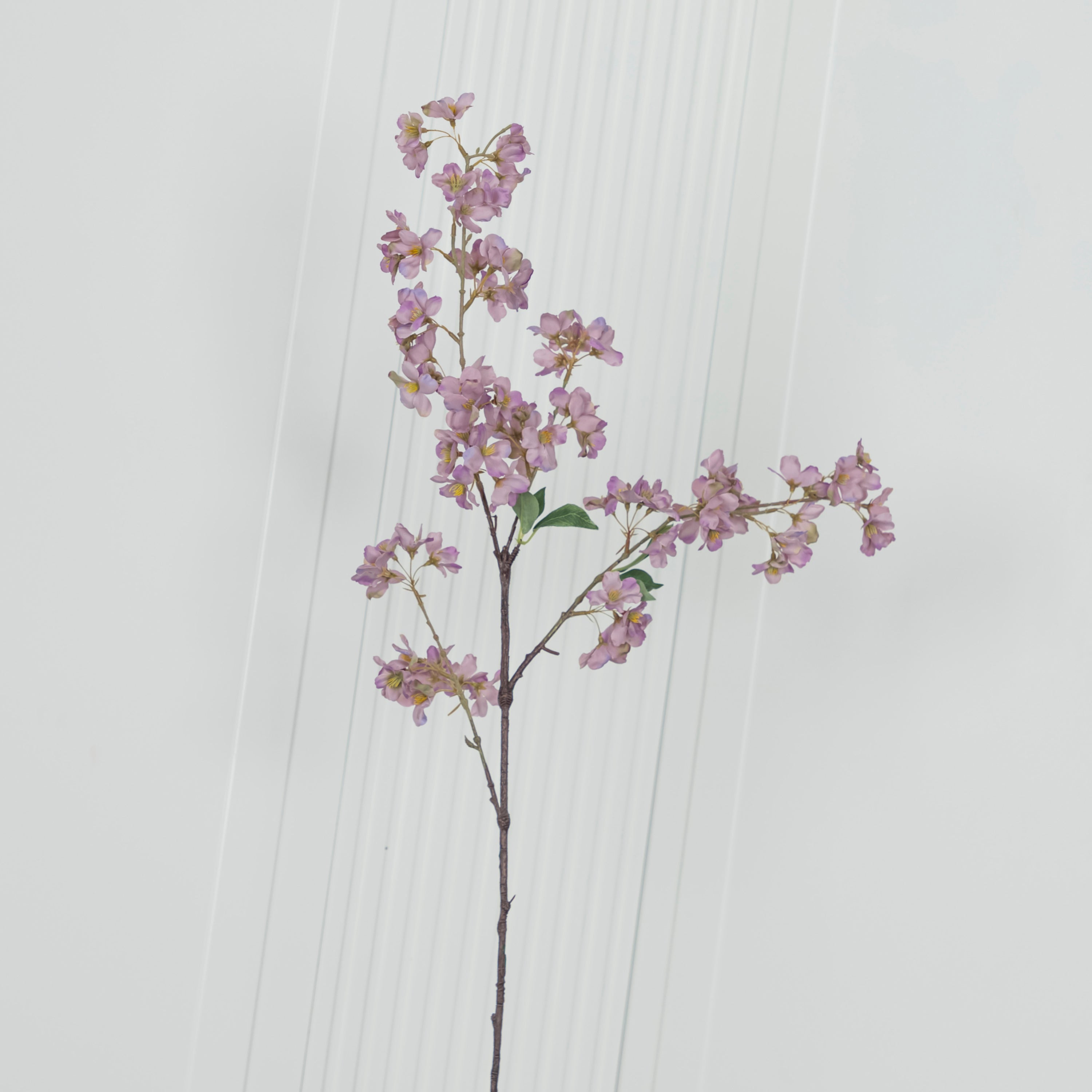 Cherry Purple Cherry Blossom