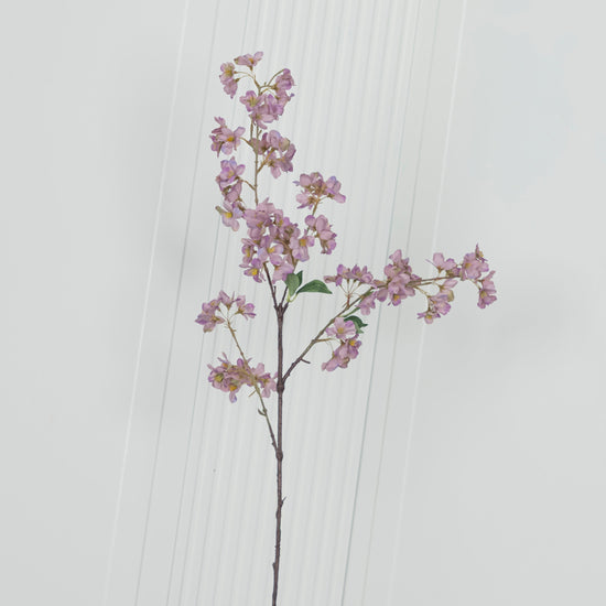 Cherry Purple Cherry Blossom