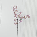 Cherry Purple Cherry Blossom