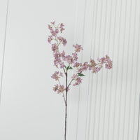 Cherry Purple Cherry Blossom