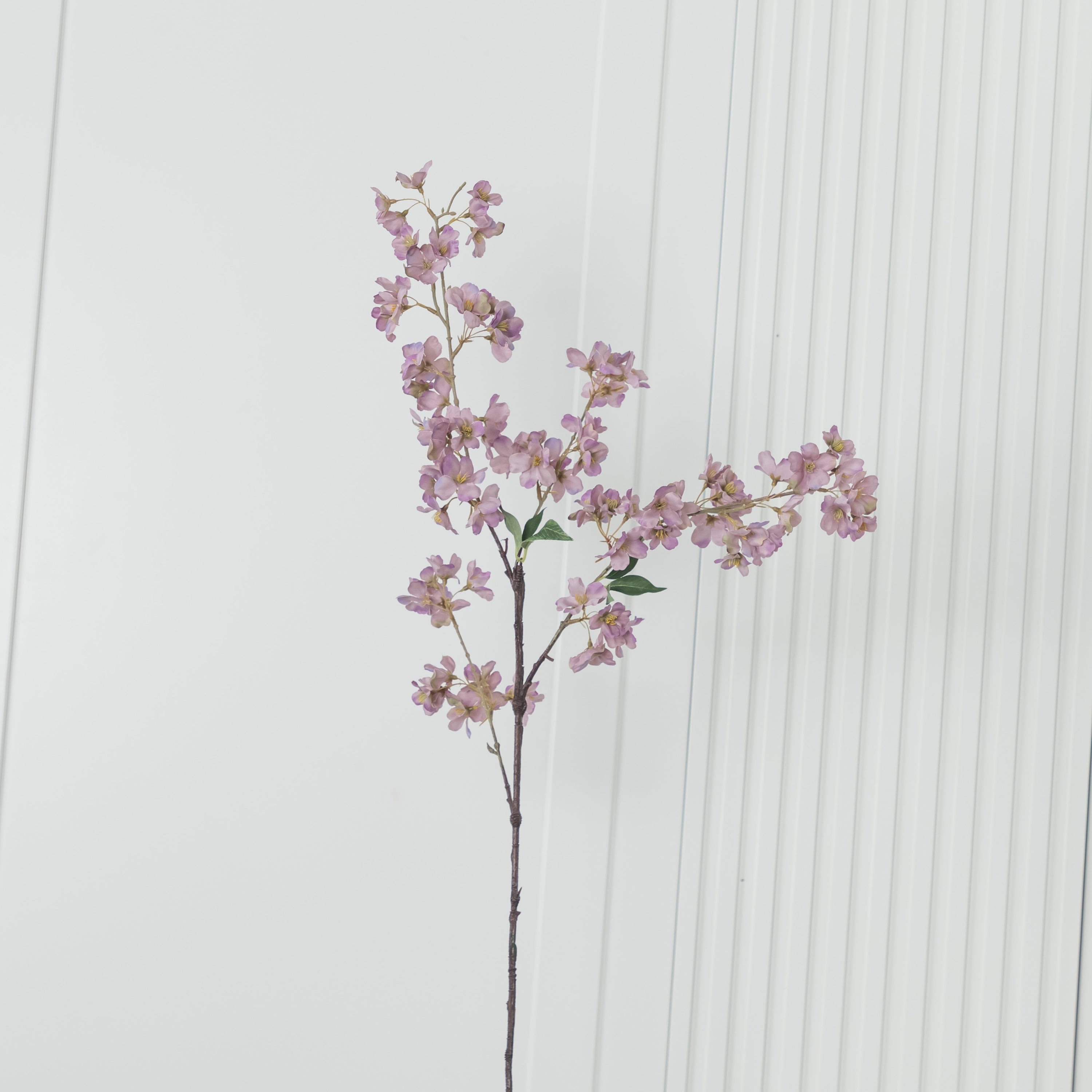 Cherry Purple Cherry Blossom