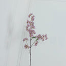 Cherry Purple Cherry Blossom
