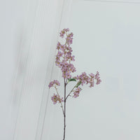 Cherry Purple Cherry Blossom