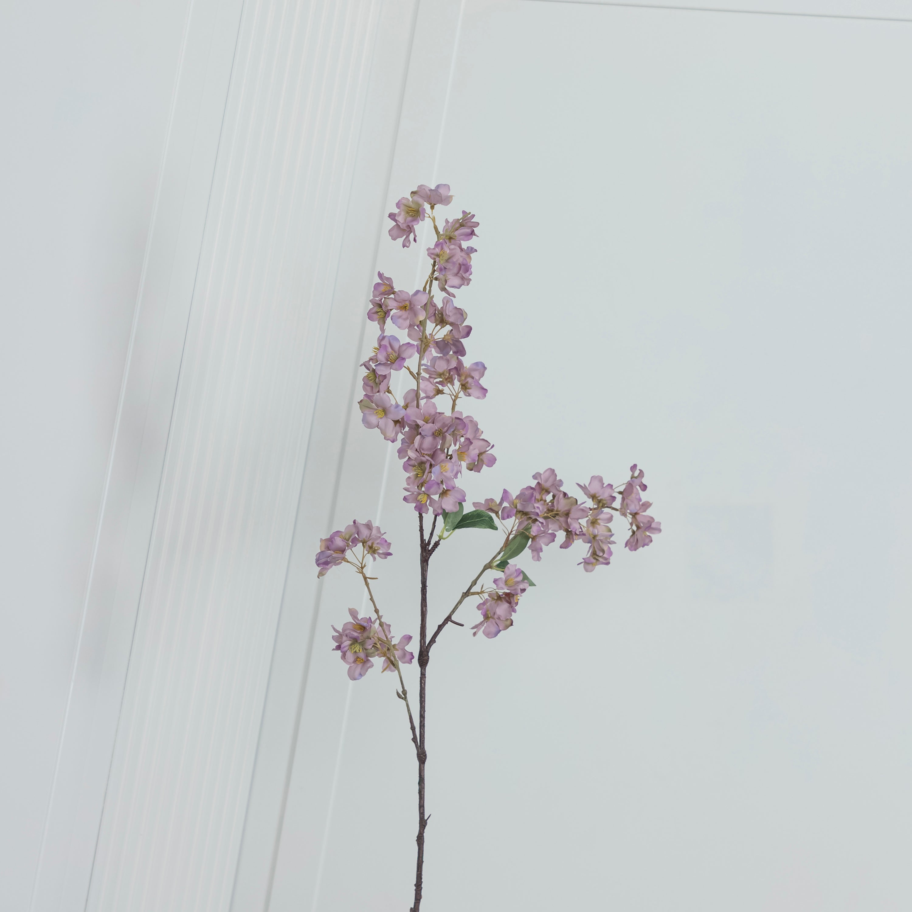 Cherry Purple Cherry Blossom