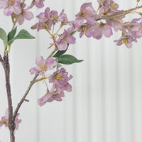 Cherry Purple Cherry Blossom