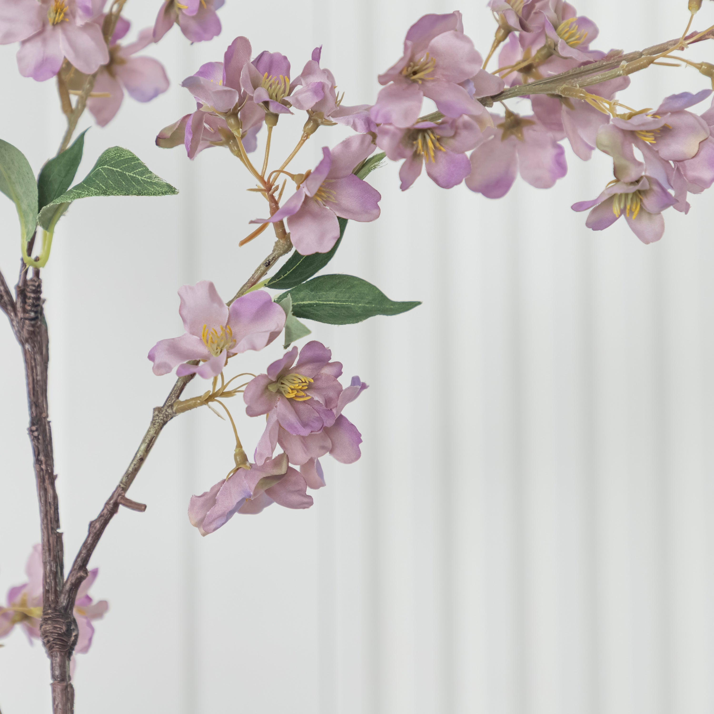 Cherry Purple Cherry Blossom