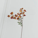 Pea Yellow Brown Sweet Pea Flower