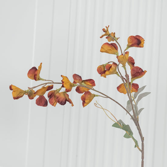 Pea Yellow Brown Sweet Pea Flower