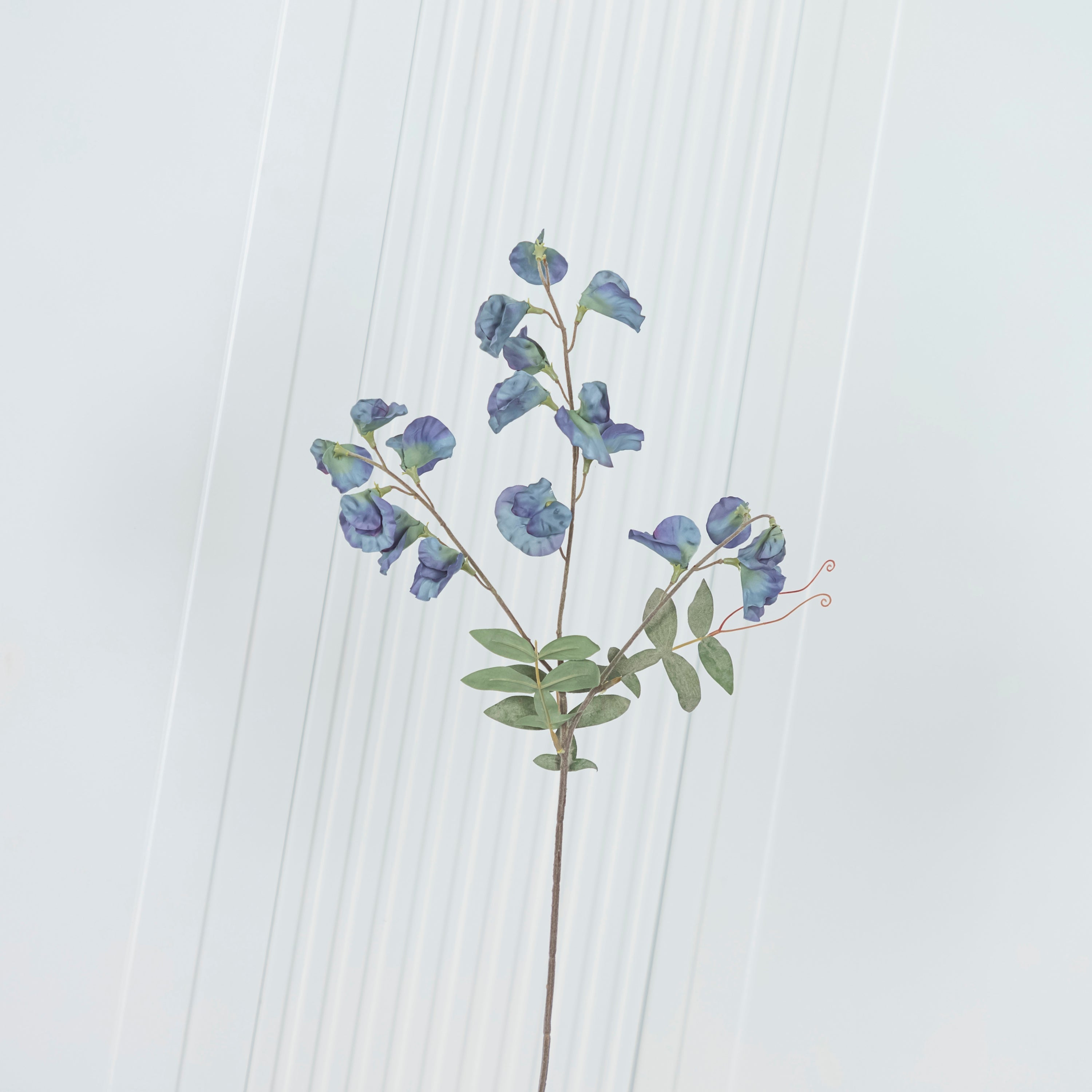 Pea Antique Green Sweet Pea Flower