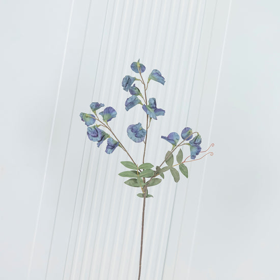 Pea Antique Green Sweet Pea Flower