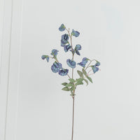 Pea Antique Green Sweet Pea Flower
