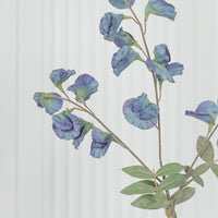 Pea Antique Green Sweet Pea Flower