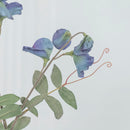 Pea Antique Green Sweet Pea Flower