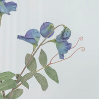 Pea Antique Green Sweet Pea Flower