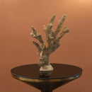 Gold Coral 25X36Cm