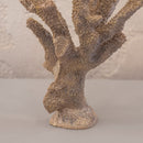 Gold Coral 25X36Cm