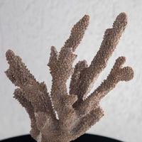 Gold Coral 25X36Cm